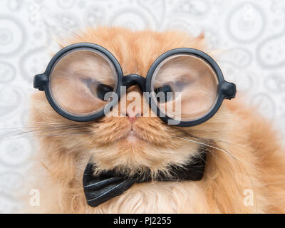 Funny chat Persan avec de grandes lunettes rondes. Banque D'Images