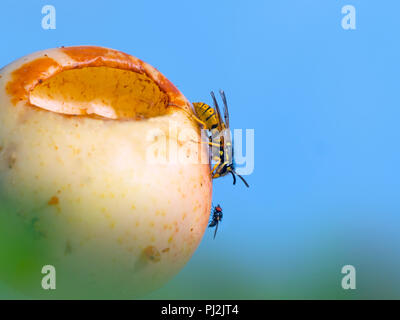 Guêpe commune Vespula Vulgaris se nourrissant de pomme mûre avec fruit fly Banque D'Images