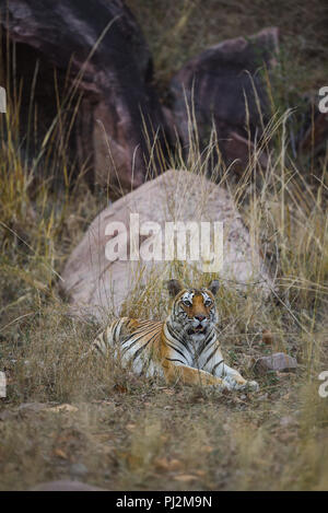 Une belle tigresse de kanha meadows traquant un spotted deer Banque D'Images