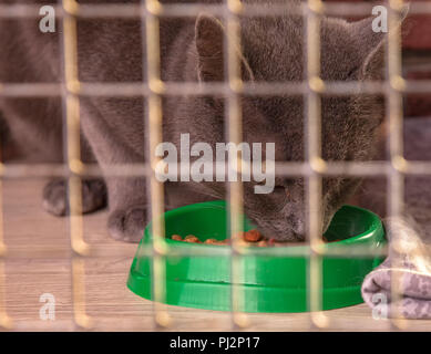 Un chat gris dans une cage mange un bol de nourriture sèche Banque D'Images