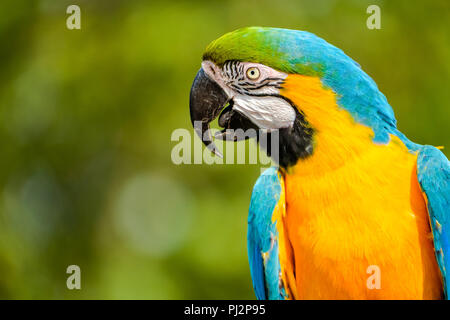 Portrait de profil d'un beau bleu-jaune ara.
