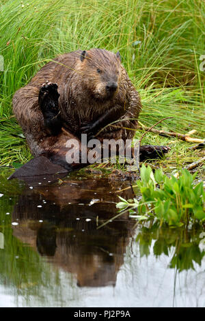 Une image verticale d'un castor (Castor) canansis taillant sa fourrure sur la rive de son étang de castors au Canada HintonAlberta lac près de Maxwell Banque D'Images