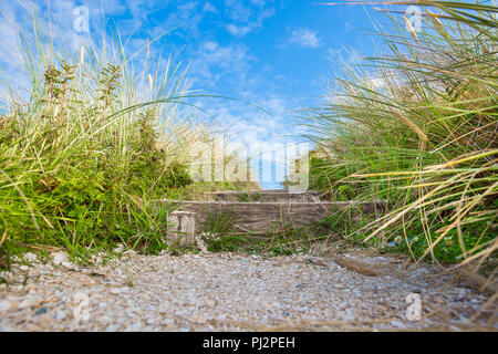 Gros plan à faible angle : marches en bois de chemin côtier avec des herbes sauvages de dunes de sable qui poussent des deux côtés. La vue sur la mer attend les marcheurs qui passent « au-dessus du sommet ». Banque D'Images