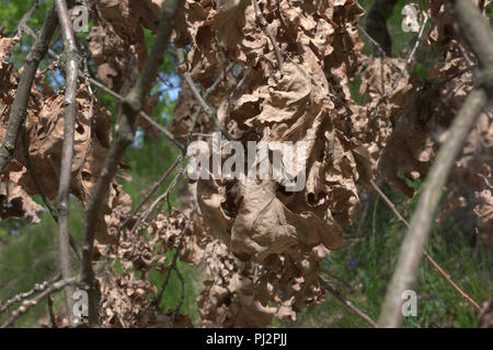 Schéma de l'automne sur les antécédents de printemps et en été : grand groupe de feuilles de chêne sec, flétrie, sur branche endommagé Banque D'Images