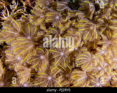 Détail, Clavularia sp., polypes, gant star polypes, Mabul, Sabah, Malaisie Banque D'Images