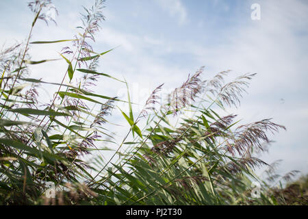 Les hautes herbes avec graines mauve balançant doucement dans la brise Banque D'Images
