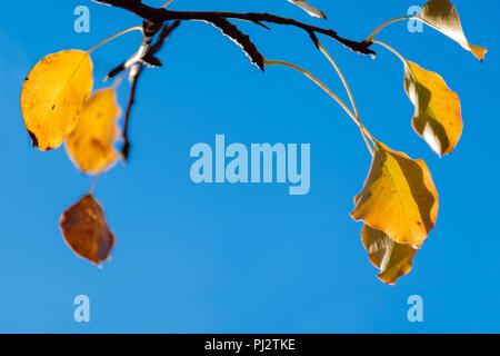 Or, la Direction générale avec des feuilles jaunes sur fond de ciel bleu. Fond minimal d'automne. Des photos avec une faible profondeur de foyer. Copier l'espace. Banque D'Images