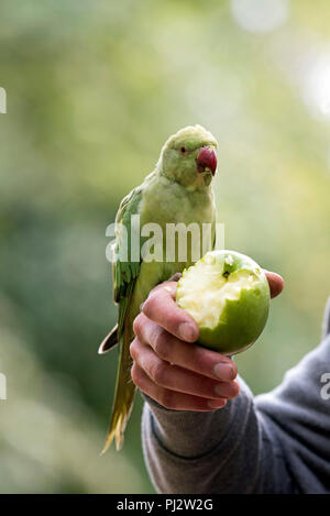 Perruche à collier - Psittacula krameri avec green apple en mans part, centre de Londres, Angleterre Royaume-uni Grande-Bretagne Banque D'Images