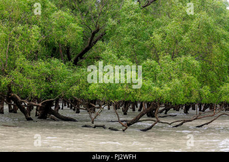 Vue de la forêt de mangroves des Sundarbans à marée haute. Le Bangladesh Banque D'Images