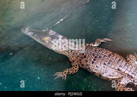 Centre d'élevage de crocodiles dans les Sunderbans. Il a été créé en Koromjol domaine de l'upazila de Mongla dans East Sundarbans Division en 2005 avec pour objectif de Banque D'Images