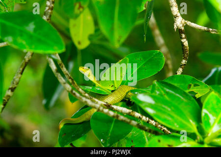 White-lipped pit viper (Trimeresurus albolabris) au Bangladesh Sundarbans. C'est un pit viper venimeuse espèce endémique de l'Asie du sud-est. Bagerhat, Ban Banque D'Images