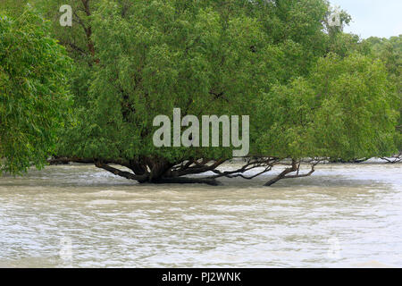 Vue de la forêt de mangroves des Sundarbans à marée haute. Le Bangladesh Banque D'Images