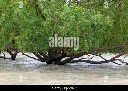 Vue de la forêt de mangroves des Sundarbans à marée haute. Le Bangladesh Banque D'Images