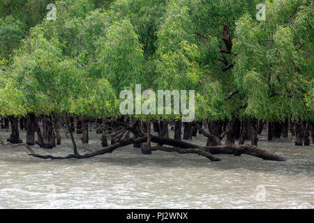 Vue de la forêt de mangroves des Sundarbans à marée haute. Le Bangladesh Banque D'Images