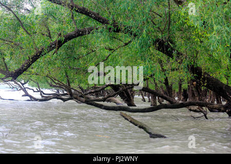 Vue de la forêt de mangroves des Sundarbans à marée haute. Le Bangladesh Banque D'Images