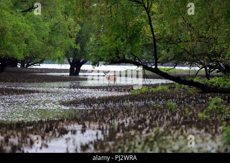 Spotted deer errent à l'intérieur de la forêt de mangroves des Sundarbans. Bagerhat, Bangladesh Banque D'Images