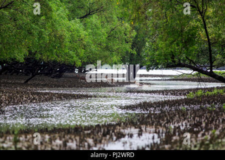 Spotted deer errent à l'intérieur de la forêt de mangroves des Sundarbans. Bagerhat, Bangladesh Banque D'Images