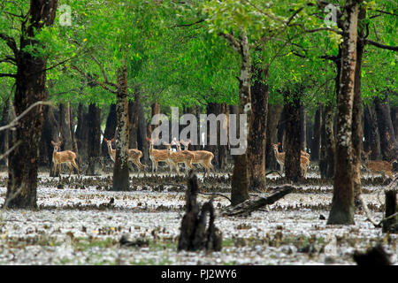 Spotted deer errent à l'intérieur de la forêt de mangroves des Sundarbans. Bagerhat, Bangladesh Banque D'Images