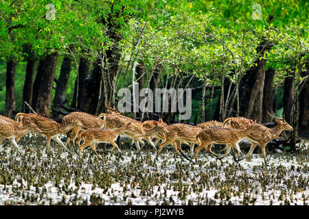 Spotted deer errent à l'intérieur de la forêt de mangroves des Sundarbans. Bagerhat, Bangladesh Banque D'Images