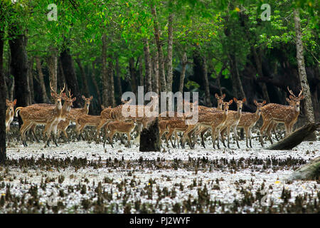 Spotted deer errent à l'intérieur de la forêt de mangroves des Sundarbans. Bagerhat, Bangladesh Banque D'Images