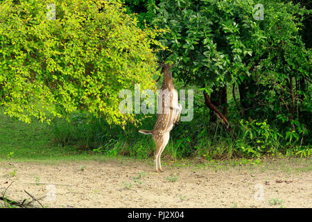 Spotted deer errent à l'intérieur de la forêt de mangroves des Sundarbans. Bagerhat, Bangladesh Banque D'Images