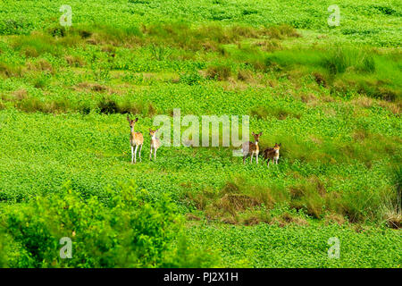 Spotted deer errent à l'intérieur de la forêt de mangroves des Sundarbans. Bagerhat, Bangladesh Banque D'Images