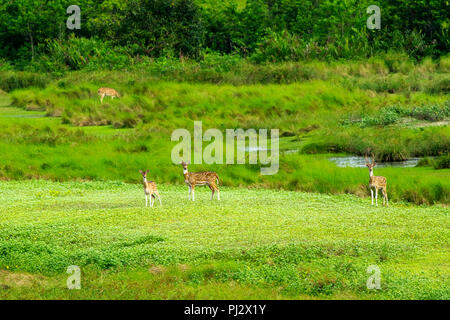 Spotted deer errent à l'intérieur de la forêt de mangroves des Sundarbans. Bagerhat, Bangladesh Banque D'Images