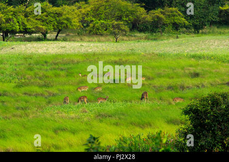 Spotted deer errent à l'intérieur de la forêt de mangroves des Sundarbans. Bagerhat, Bangladesh Banque D'Images