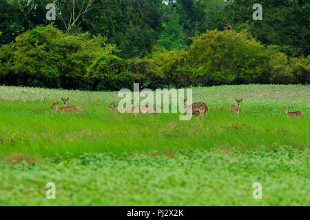 Spotted deer errent à l'intérieur de la forêt de mangroves des Sundarbans. Bagerhat, Bangladesh Banque D'Images