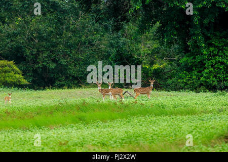 Spotted deer errent à l'intérieur de la forêt de mangroves des Sundarbans. Bagerhat, Bangladesh Banque D'Images