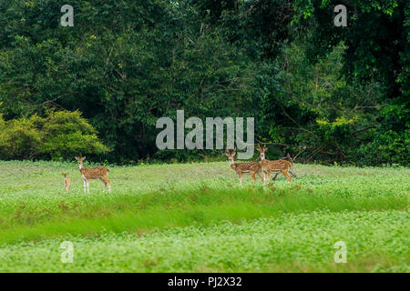 Spotted deer errent à l'intérieur de la forêt de mangroves des Sundarbans. Bagerhat, Bangladesh Banque D'Images