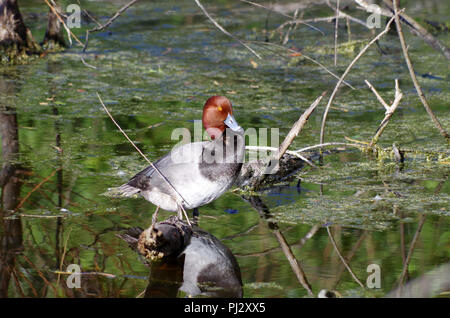 Un hivernage Redhead drake repose sur un journal en partie submergée à l'Joan et Scott Holt Paradise étang à Port Aransas, Texas USA. Banque D'Images