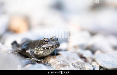 Une grenouille du Nord à pattes rouges (Rana aurora) repose sur une plage de sable de rivière dans le nord de la Californie. Banque D'Images