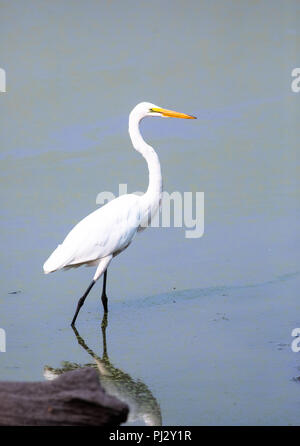 Une grande aigrette (Ardea alba) promenades à travers un étang dans l'Ankeny Wildlife Refuge, de l'Oregon. Banque D'Images