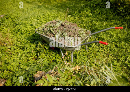 Brouette pleine d'herbe coupée vu.Man balaie les feuilles balai dans le jardin en automne. Les feuilles sèches de couleur : rouge, orange, jaune, vert se situent dans le parc sur la pelouse et des chemins. Nettoyage d'automne, le travail dans le jardin. Banque D'Images