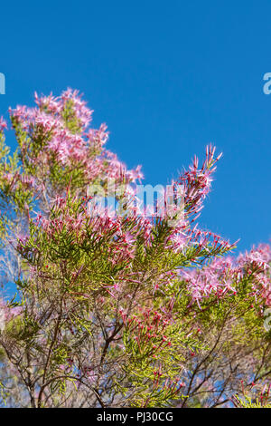 L'Australie, Australie occidentale, Kimberley, région de Hunter River. Heather aka Kimberley Turquie (Calytrix exstuoykata Bush) Banque D'Images