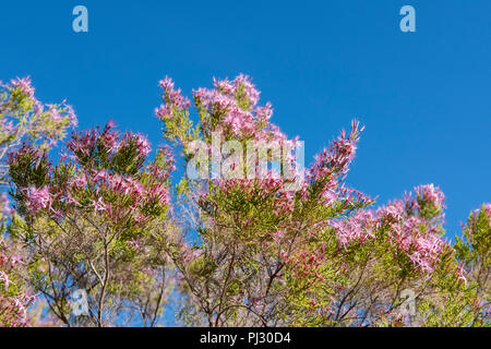 L'Australie, Australie occidentale, Kimberley, région de Hunter River. Heather aka Kimberley Turquie (Calytrix exstuoykata Bush) Banque D'Images