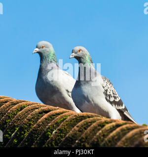 Un tir d'une paire de pigeons sur un toit permanent. Banque D'Images