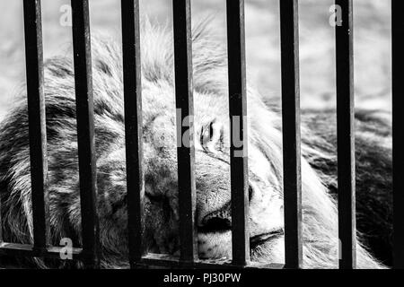 Lion couché derrière les barreaux de sa cage dans un zoo. Banque D'Images