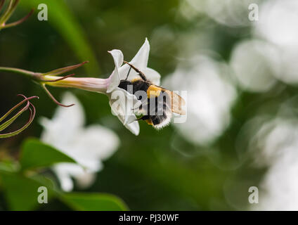 Un plan macro sur un buff-tailed bumblebee la collecte du pollen d'une fleur de Jasmin d'été. Banque D'Images