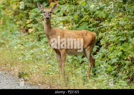 Un cerf de Virginie se distingue par une épaisse végétation près de Hauser, de l'Idaho. Banque D'Images