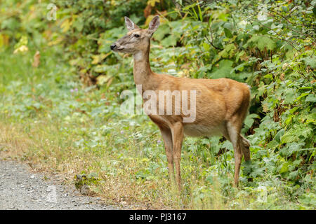 Un cerf de Virginie se distingue par une épaisse végétation près de Hauser, de l'Idaho. Banque D'Images