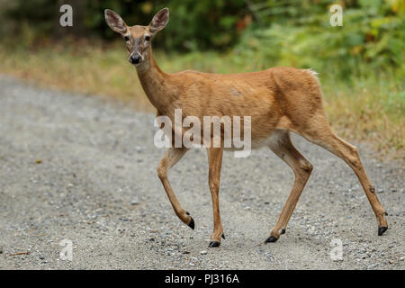 Un cerf de virginie traverse une route de gravier près de Hauser, de l'Idaho. Banque D'Images