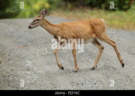 Un cerf de virginie traverse une route de gravier près de Hauser, de l'Idaho. Banque D'Images