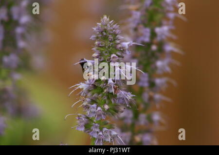 Agastache rugosa Menthe coréenne fleur fleur, Close up macro. utilisé pour le thé et d'autres fins médicinales Banque D'Images