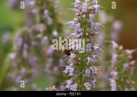 Agastache rugosa Menthe coréenne fleur fleur, Close up macro. utilisé pour le thé et d'autres fins médicinales Banque D'Images