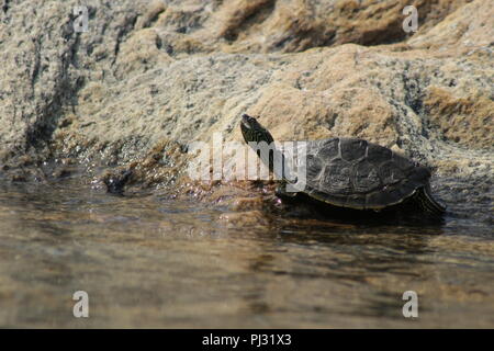 Tortue géographique tendue par le bord de l'eau au soleil. La baie Georgienne, Canada Banque D'Images