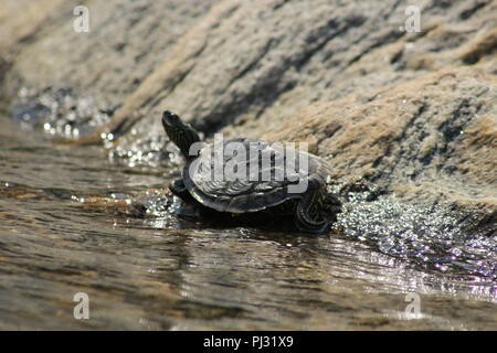 Tortue géographique tendue par le bord de l'eau au soleil. La baie Georgienne, Canada Banque D'Images