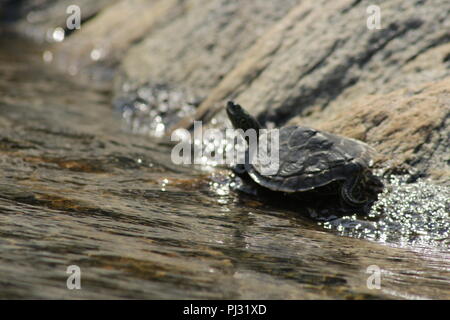 Tortue géographique tendue par le bord de l'eau au soleil. La baie Georgienne, Canada Banque D'Images