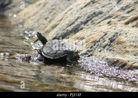 Tortue géographique tendue par le bord de l'eau au soleil. La baie Georgienne, Canada Banque D'Images